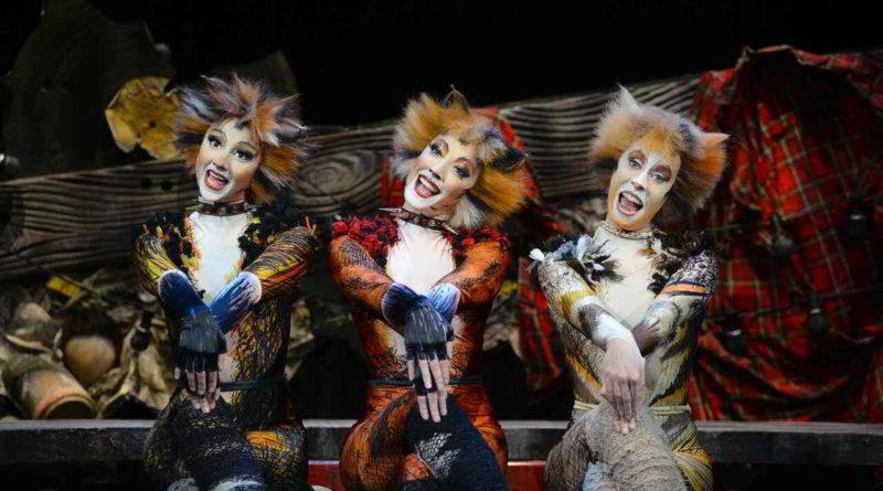 cats foto 06 credit alessandro pinn web 800x445