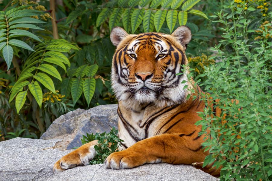 Tiger Tierpark Berlin