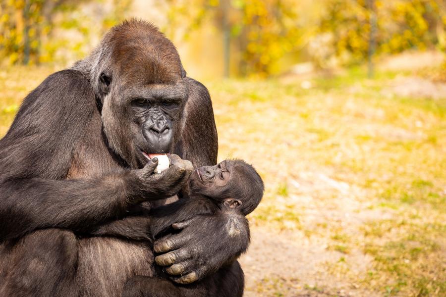 Gorillanachwuchs Tilla ZooBerlin