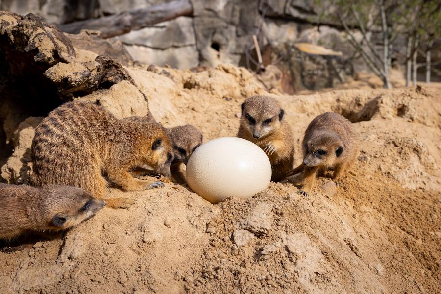 Ostern Erdmnnchen ZooBerlin